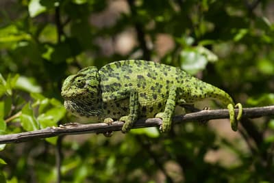 Mediterranean Chameleon