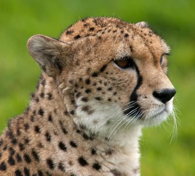 Cheetah portrait