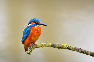 Common Kingfisher