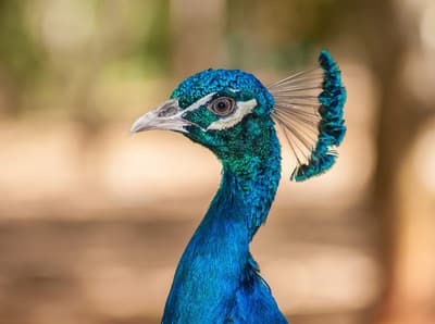 Peacock portrait