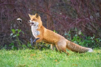 Red fox hunting